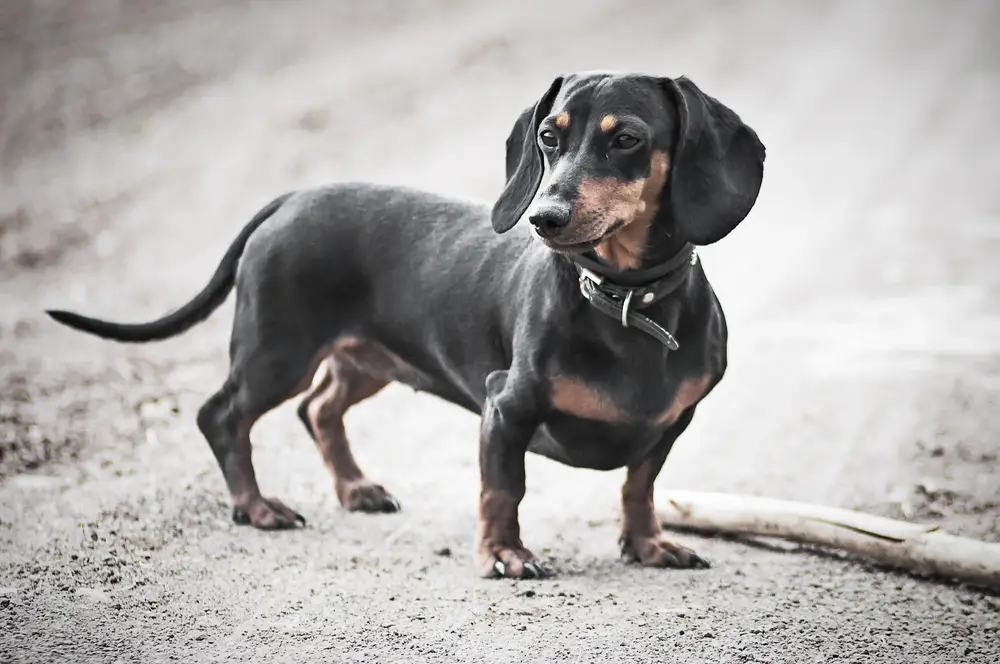 Take My Pictures: A Guide To Pet Portrait Photography By Regina Madwed